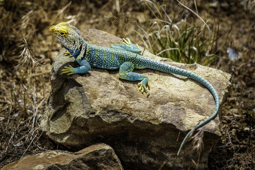 Stone Lizard Lodge Blanding Ngoại thất bức ảnh
